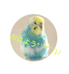 セキセイインコ ロロファミリーのつぶやき（個別スタンプ：1）