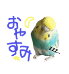 セキセイインコ ロロファミリーのつぶやき（個別スタンプ：3）