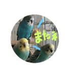 セキセイインコ ロロファミリーのつぶやき（個別スタンプ：4）