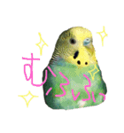 セキセイインコ ロロファミリーのつぶやき（個別スタンプ：8）