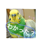 セキセイインコ ロロファミリーのつぶやき（個別スタンプ：10）