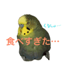 セキセイインコ ロロファミリーのつぶやき（個別スタンプ：15）