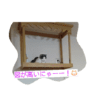 地上に猫なし（個別スタンプ：2）