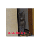 ふうくら（個別スタンプ：19）