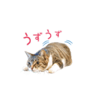 ねこ女将スタンプ（個別スタンプ：1）