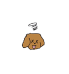 Lovely toypoodle dog face sticker.（個別スタンプ：1）