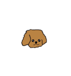 Lovely toypoodle dog face sticker.（個別スタンプ：4）