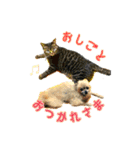 ver.86の猫と犬（個別スタンプ：1）