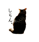 ver.86の猫と犬（個別スタンプ：3）