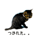 ver.86の猫と犬（個別スタンプ：13）