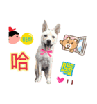 love baby doggy（個別スタンプ：1）