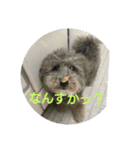 okada's dog1（個別スタンプ：9）