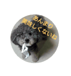 okada's dog1（個別スタンプ：11）