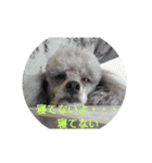 okada's dog1（個別スタンプ：12）