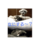 okada's dog1（個別スタンプ：13）