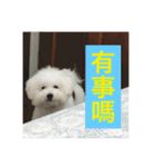 My dogs ＆ my life（個別スタンプ：9）