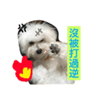 My dogs ＆ my life（個別スタンプ：10）