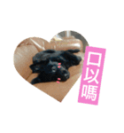 My dogs ＆ my life（個別スタンプ：11）