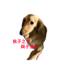 dachshund  dooooog（個別スタンプ：4）