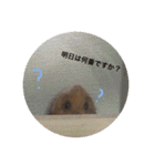 Hamster Work（個別スタンプ：1）