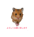 Hamster Work（個別スタンプ：11）