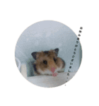 Hamster Work（個別スタンプ：16）