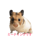 Hamster Work（個別スタンプ：18）