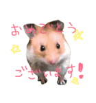 Hamster Work（個別スタンプ：24）