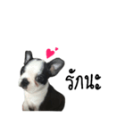 BostonTerrier CAKE DY DA（個別スタンプ：14）