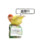 Marchee bird（個別スタンプ：3）