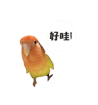 Marchee bird（個別スタンプ：14）