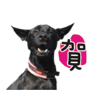 Black Dog Legion-3（個別スタンプ：5）