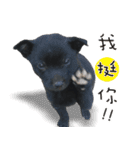 Black Dog Legion-3（個別スタンプ：7）