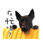 Black Dog Legion-3（個別スタンプ：9）