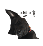 Black Dog Legion-3（個別スタンプ：10）