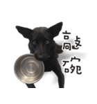 Black Dog Legion-3（個別スタンプ：13）