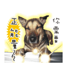 Black Dog Legion-3（個別スタンプ：18）