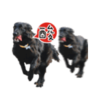 Black Dog Legion-3（個別スタンプ：19）