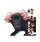 Black Dog Legion-3（個別スタンプ：21）