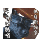 Black Dog Legion-3（個別スタンプ：25）