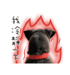 Black Dog Legion-3（個別スタンプ：30）