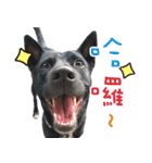 Black Dog Legion-3（個別スタンプ：31）