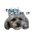 dog.com（個別スタンプ：7）