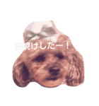 dog.com（個別スタンプ：8）