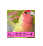 コザクラインコ  シェリー（個別スタンプ：3）