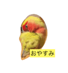 コザクラインコ  シェリー（個別スタンプ：5）