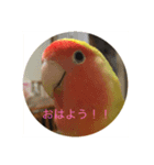 コザクラインコ  シェリー（個別スタンプ：7）