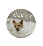 ！ inu ！（個別スタンプ：8）