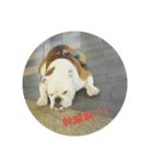 The dog is not beautiful（個別スタンプ：1）