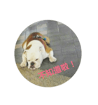 The dog is not beautiful（個別スタンプ：3）